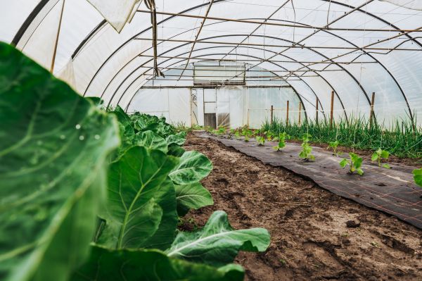 Greenhouse Demolition in Massillon